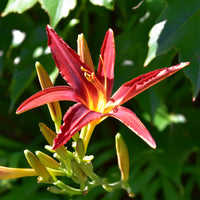 Hémérocalle Crimson Pirate - Hemerocallis Crimson Pirate - Bakker