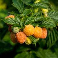 Framboisiers - Framboisier remontant Fallgold - Rubus idaeus Fallgold