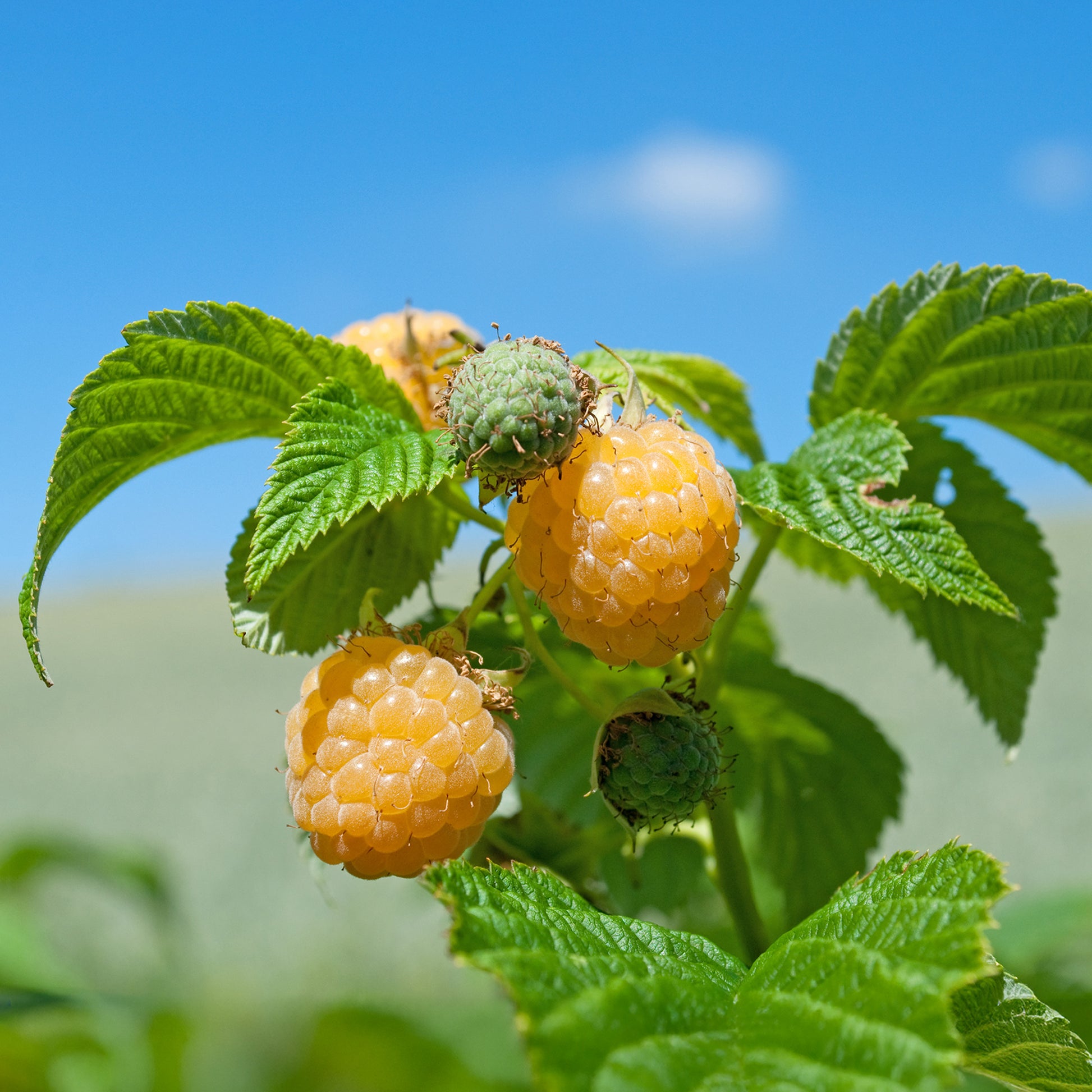 Rubus idaeus Fallgold - Framboisier remontant Fallgold - Framboisiers