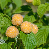 Vente Framboisier remontant Fallgold - Rubus idaeus Fallgold