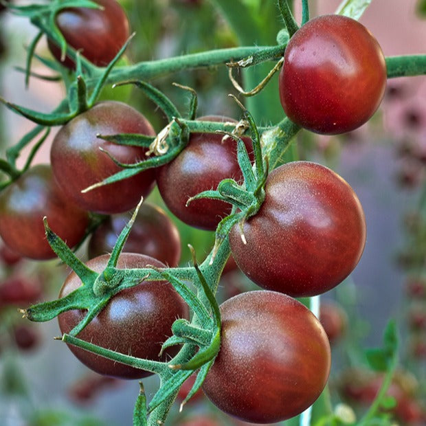 Tomate-cerise Cerise Chocolate - Solanum lycopersicum chocolate cherry - Tomates