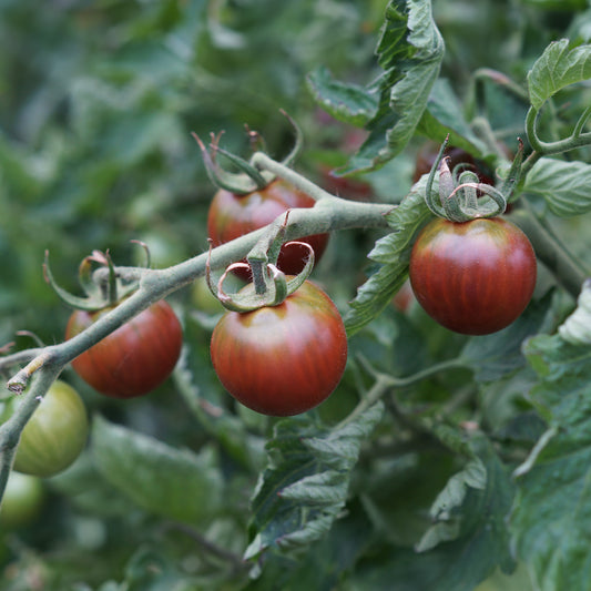 Tomate-cerise Cerise Chocolate - Solanum lycopersicum chocolate cherry - Potager