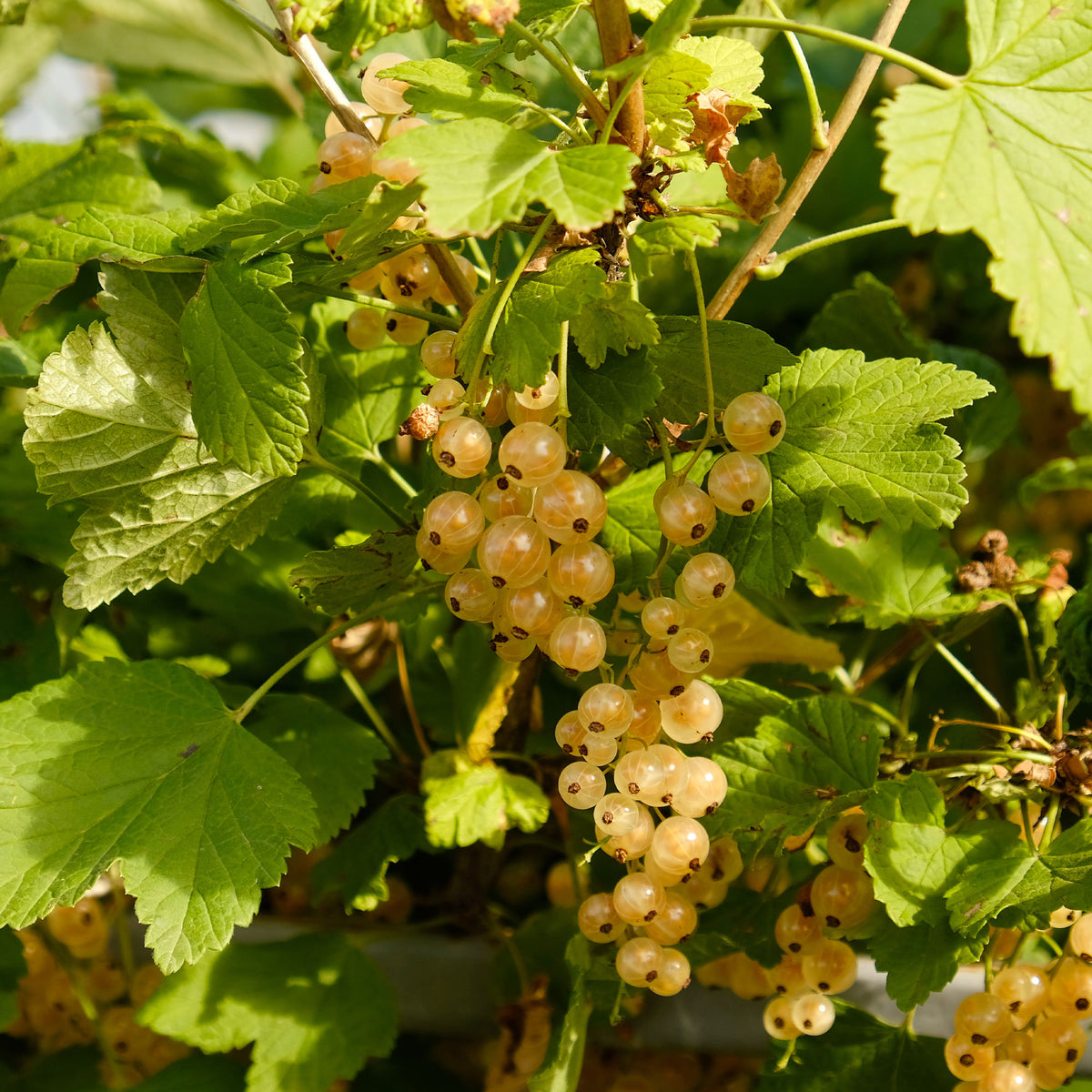 Ribes rubrum Blanka - 2 Groseilliers Blanka - Groseilliers