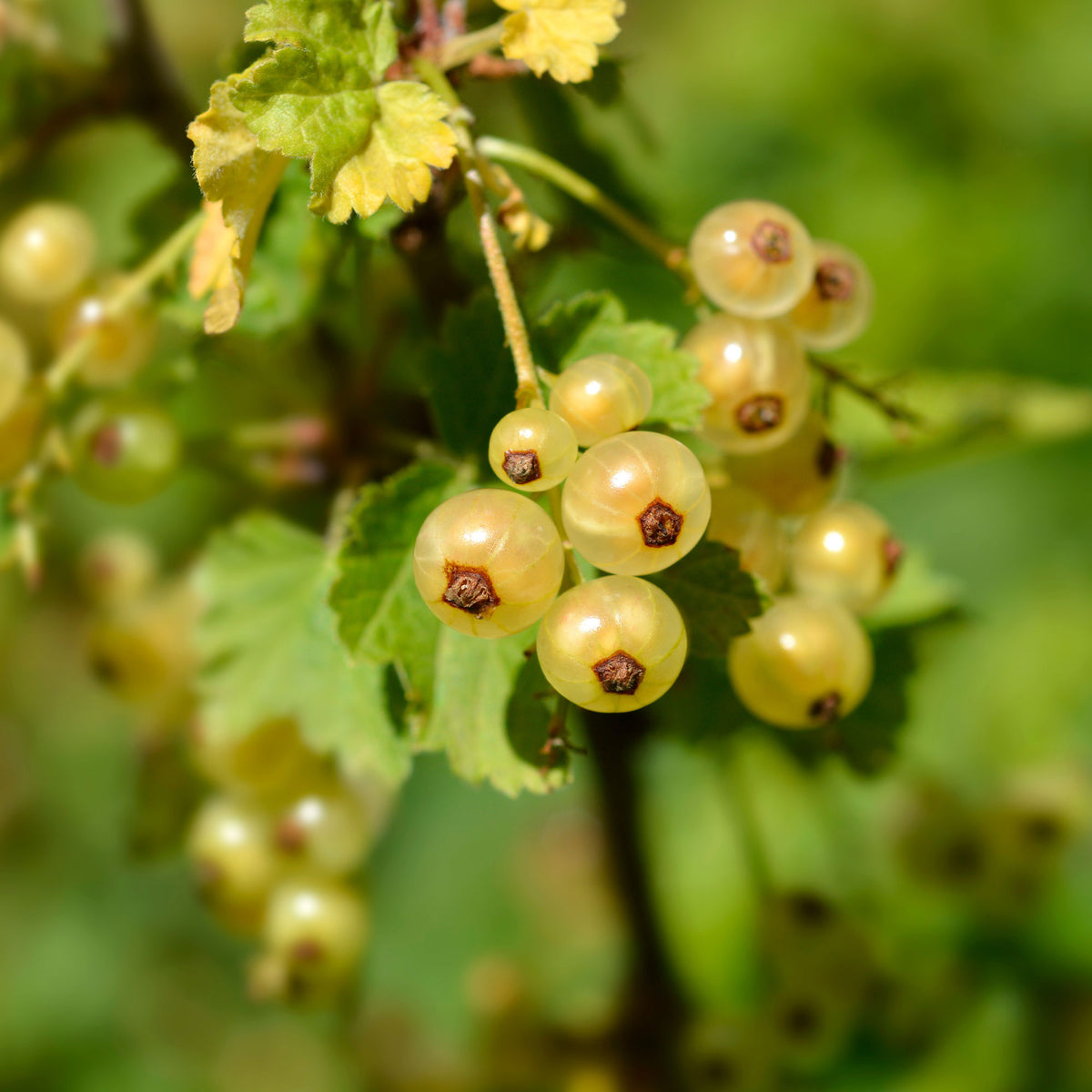 2 Groseilliers Blanka - Ribes rubrum Blanka - Bakker
