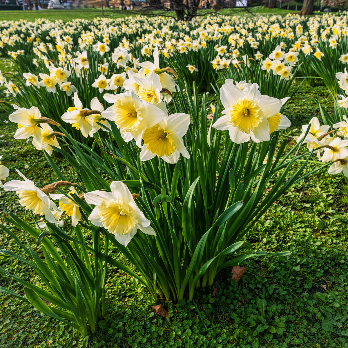 10 Narcisses Goblet - Bakker