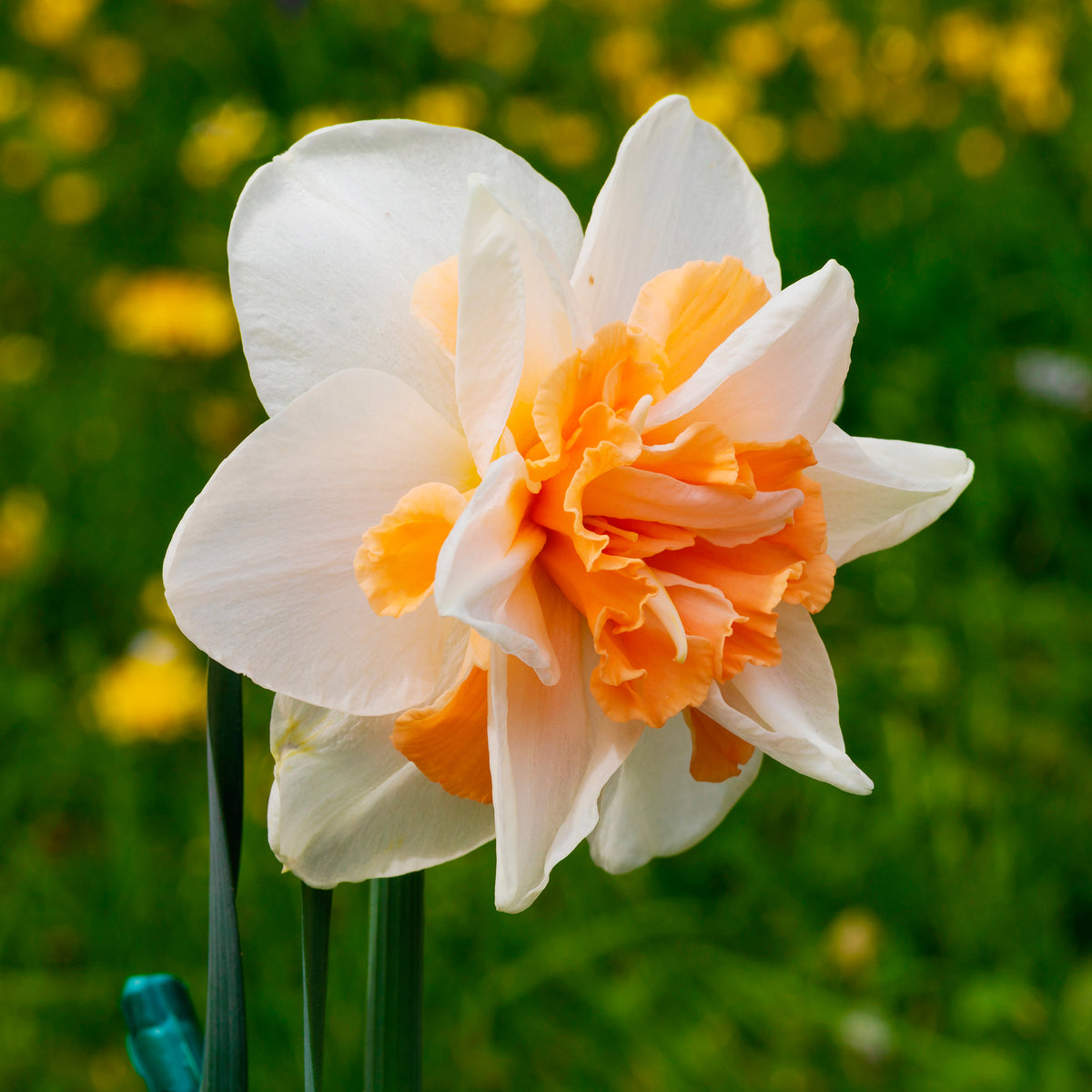 10 Narcisses à fleurs doubles doubles Delnashaugh