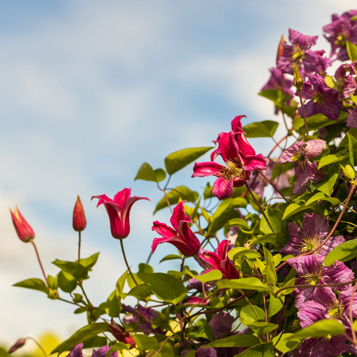 Clématite Lady Diana ® - Clematis texensis Princess Diana ® - Bakker