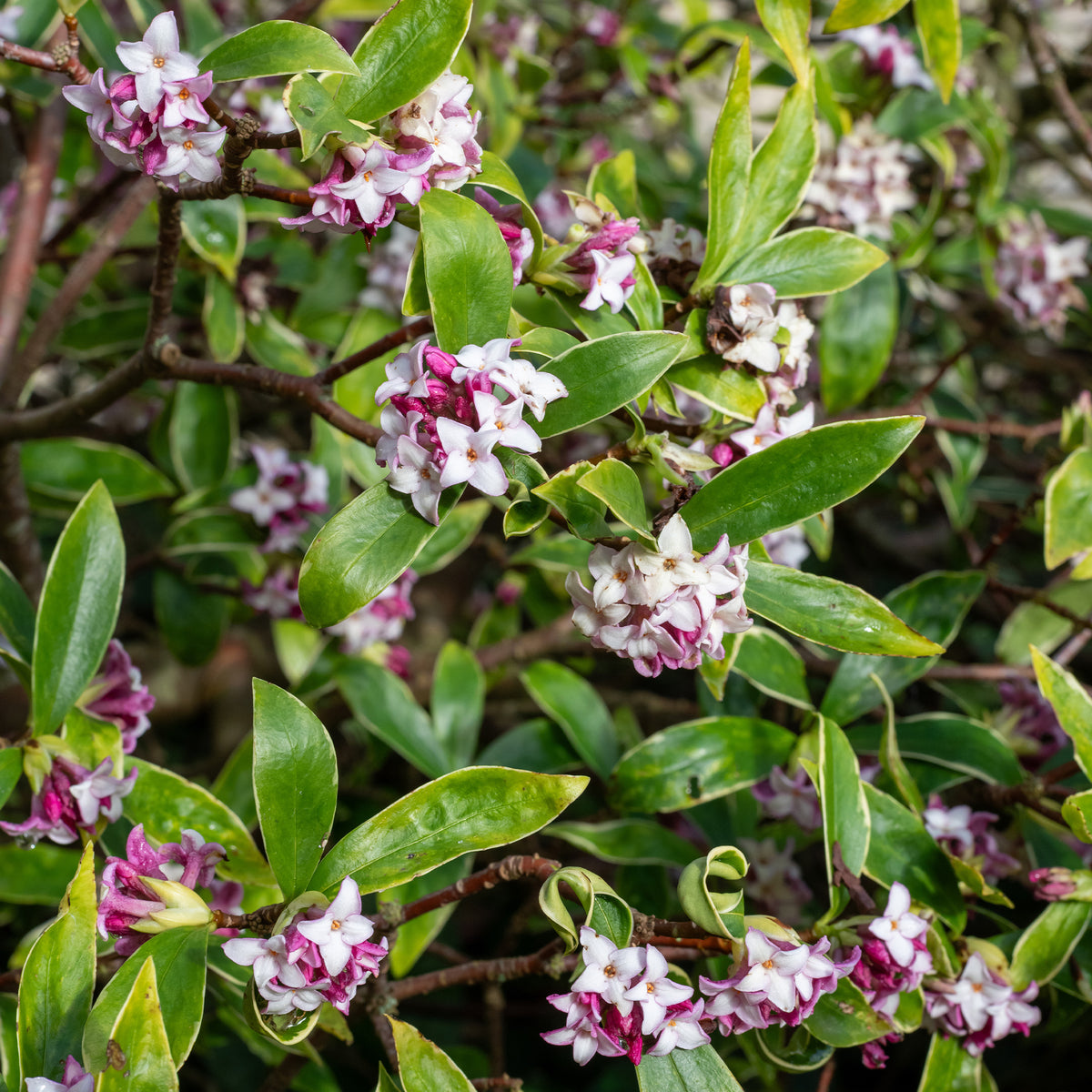 Arbustes fleuris - Daphne Perfum Princess - Daphne x  odora x bholua perfume princess ®