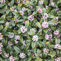 Daphne Perfum Princess - Daphne x  odora x bholua perfume princess ® - Bakker