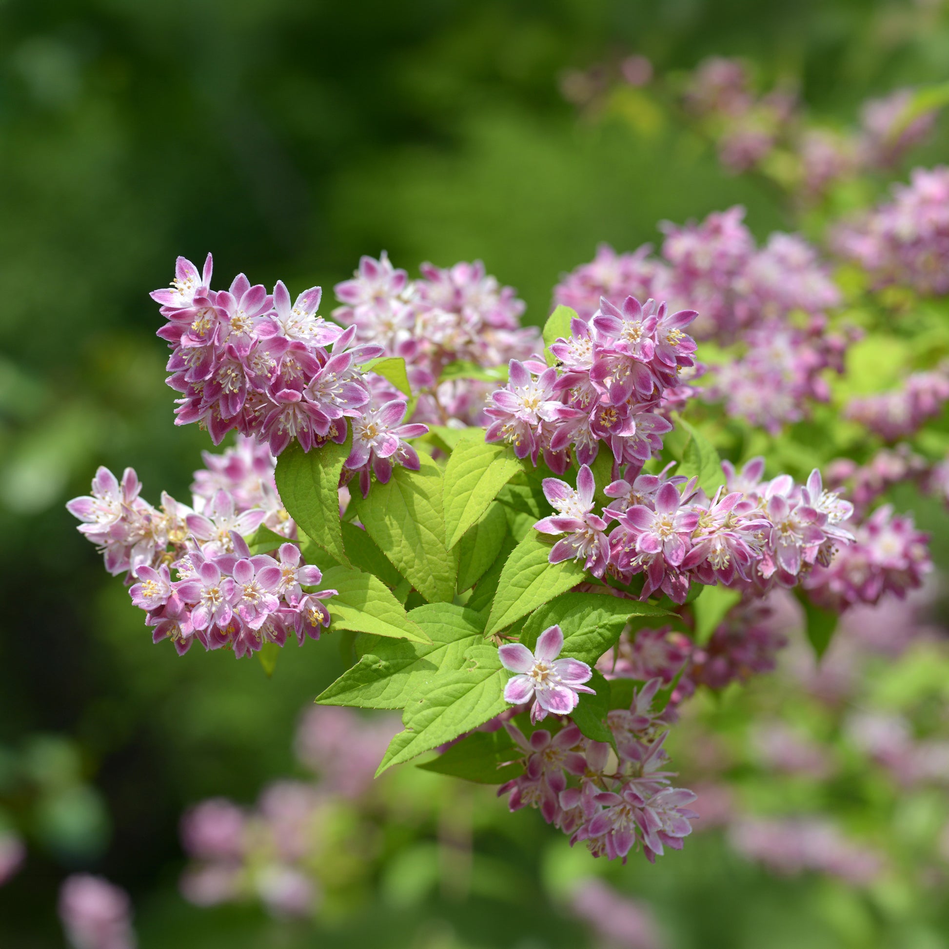 Arbustes fleuris - Deutzia Champ de fraise - Deutzia Strawberry Field