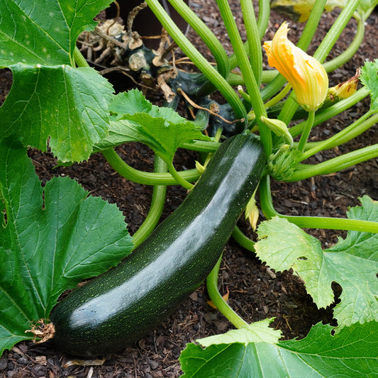 Plant Courgette Tarmino F1 - Bakker