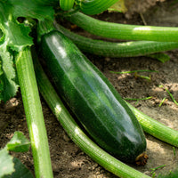 Cucurbita pepo tarmino f1 - Plant Courgette Tarmino F1 - Plants potagers