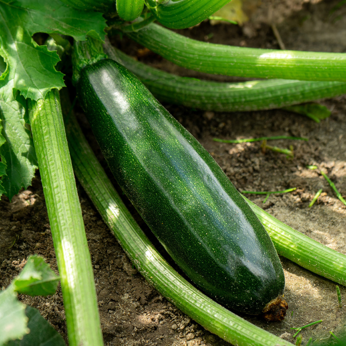 Cucurbita pepo Tarmino F1 - Plant Courgette Tarmino F1 - Plants potagers
