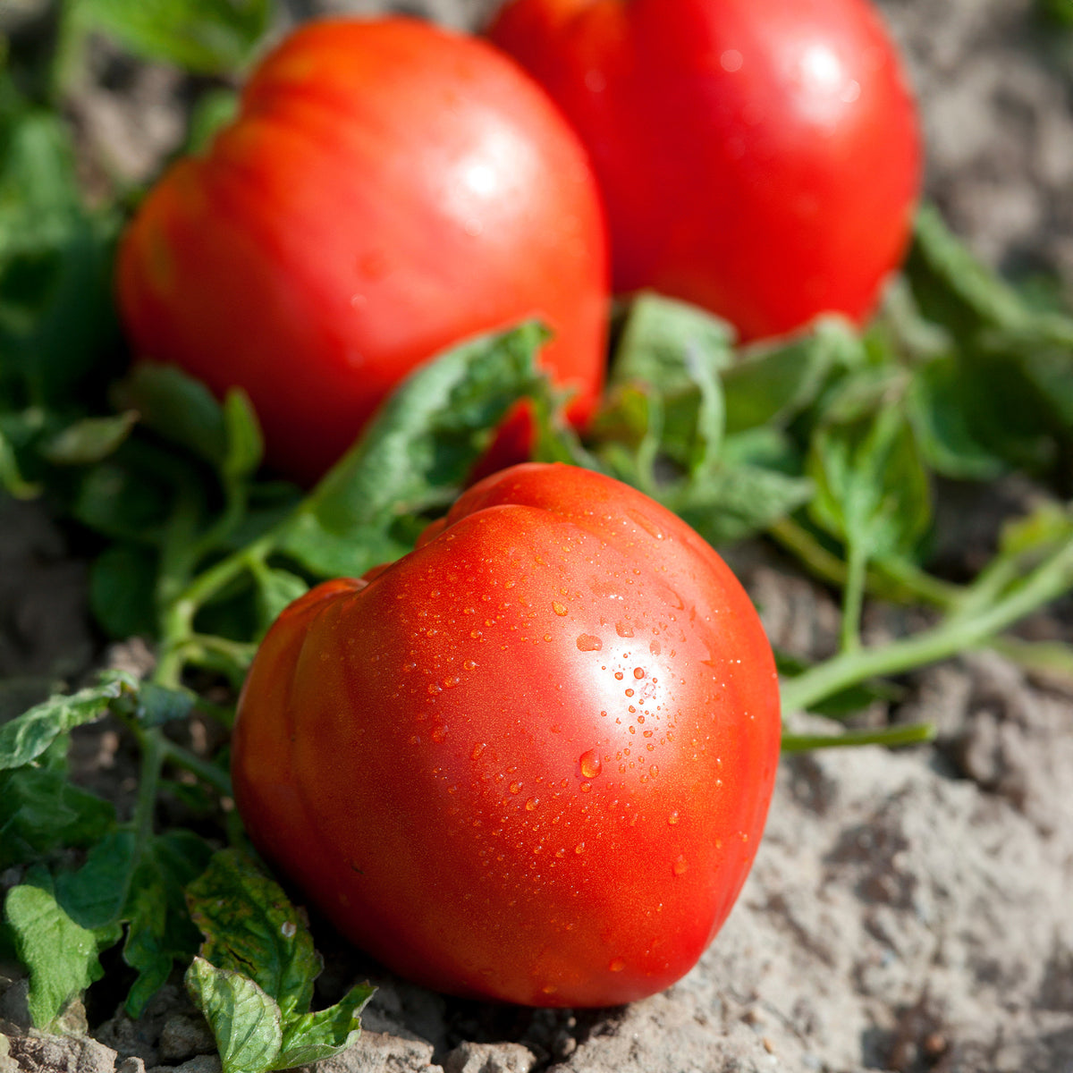 Solanum lycopersicum coeur de boeuf - Plant Tomate Coeur de Boeuf - Plants potagers