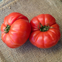 Plant Tomate Marmande - Solanum lycopersicum marmande - Bakker