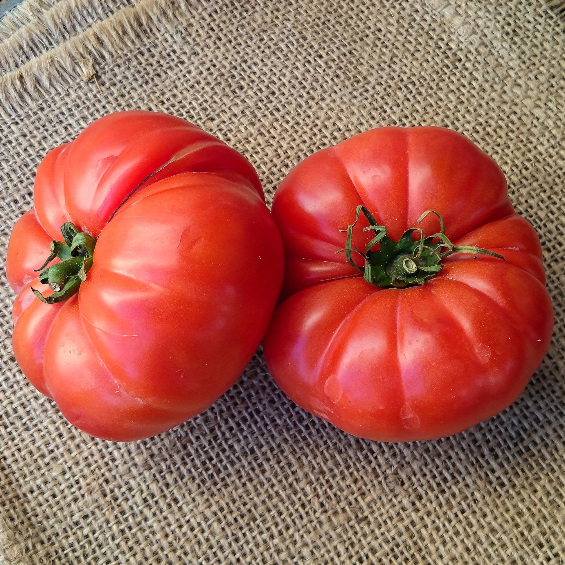 Plant Tomate Marmande - Solanum lycopersicum marmande - Bakker