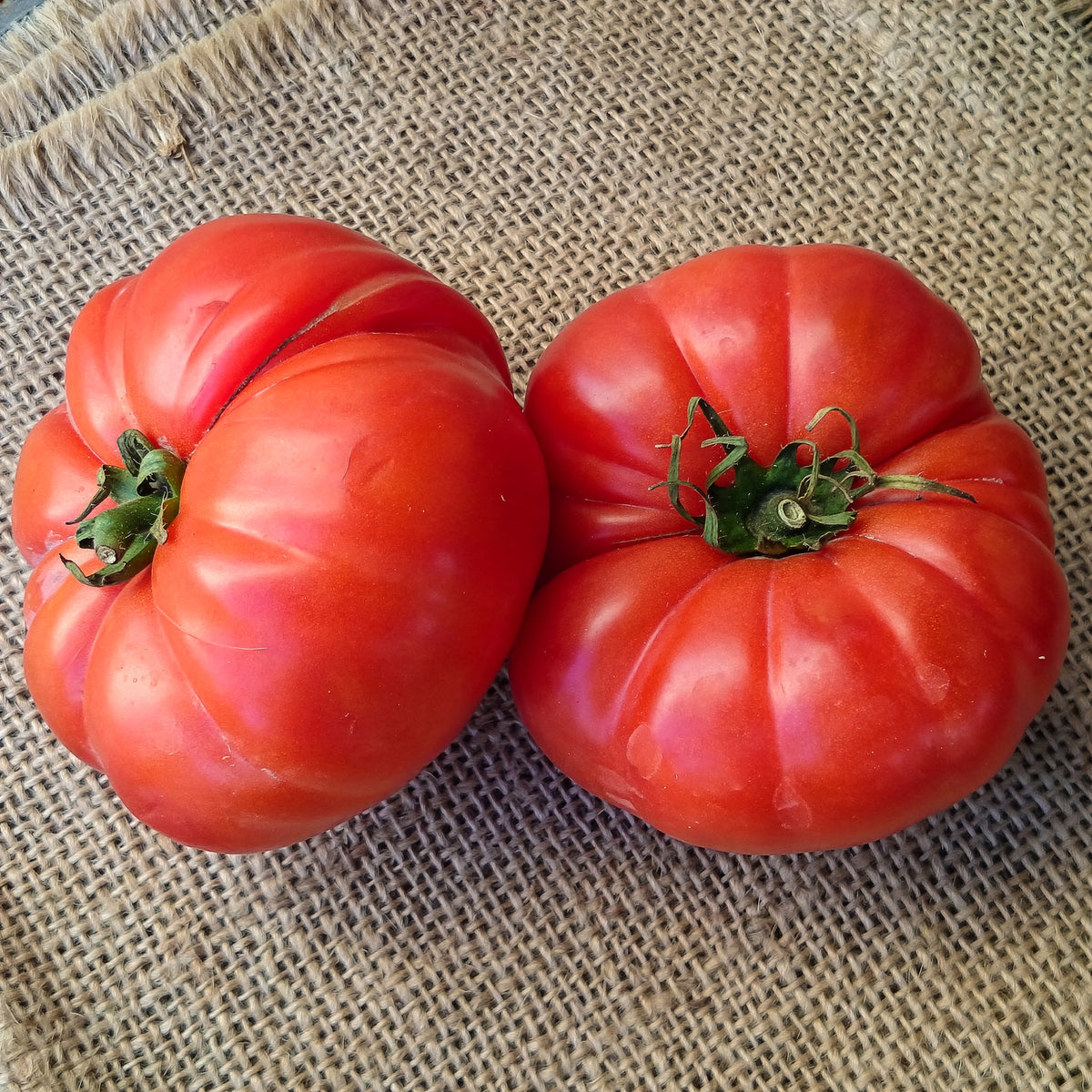 Plant Tomate Marmande - Solanum lycopersicum marmande - Bakker