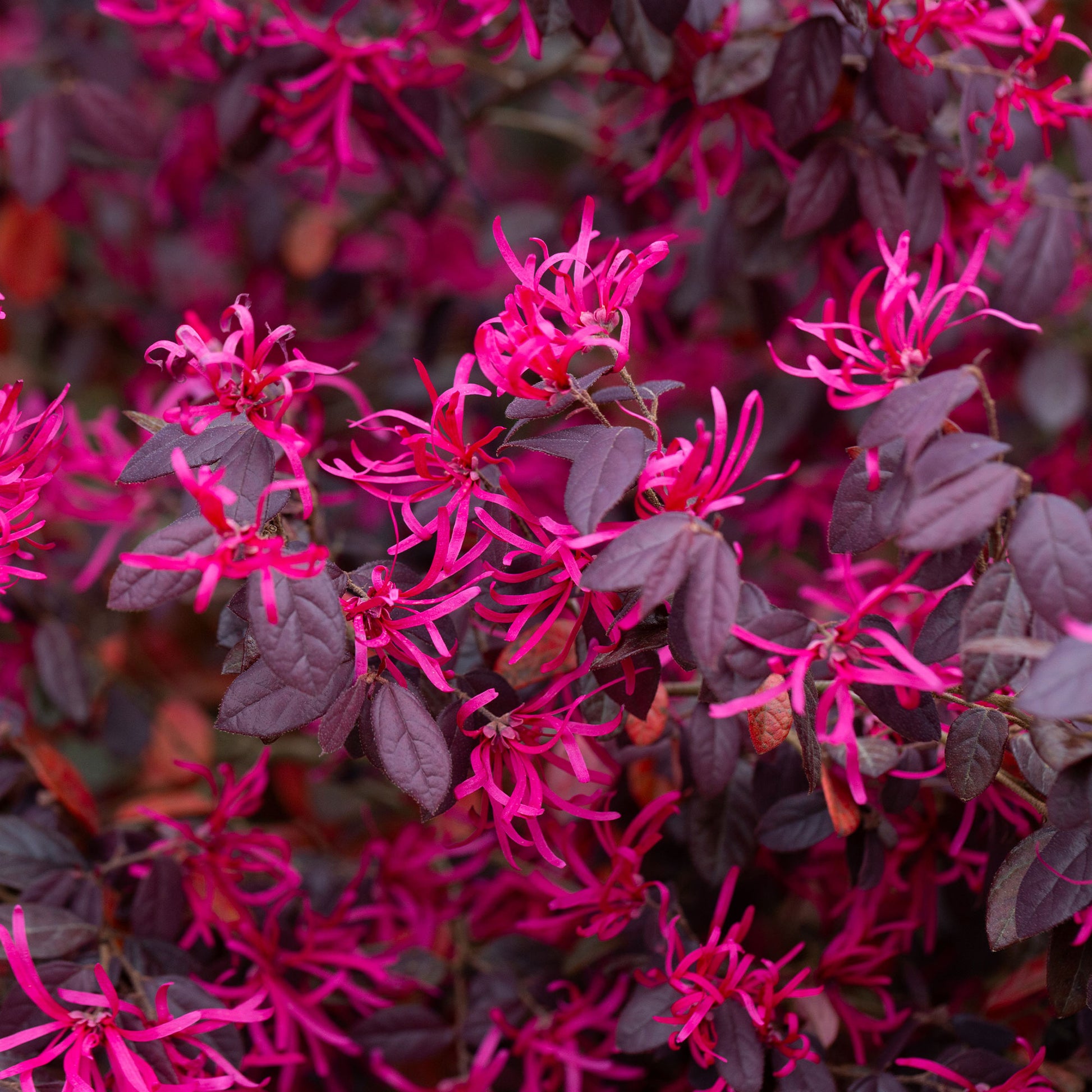 Vente Loropétale Black Pearl - Loropetalum chinense Black Pearl