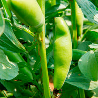 Vente Fève blanche extra hâtive - Vicia faba blanche précoce
