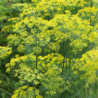 Vente Aneth Bouquet - Anethum graveolens bouquet