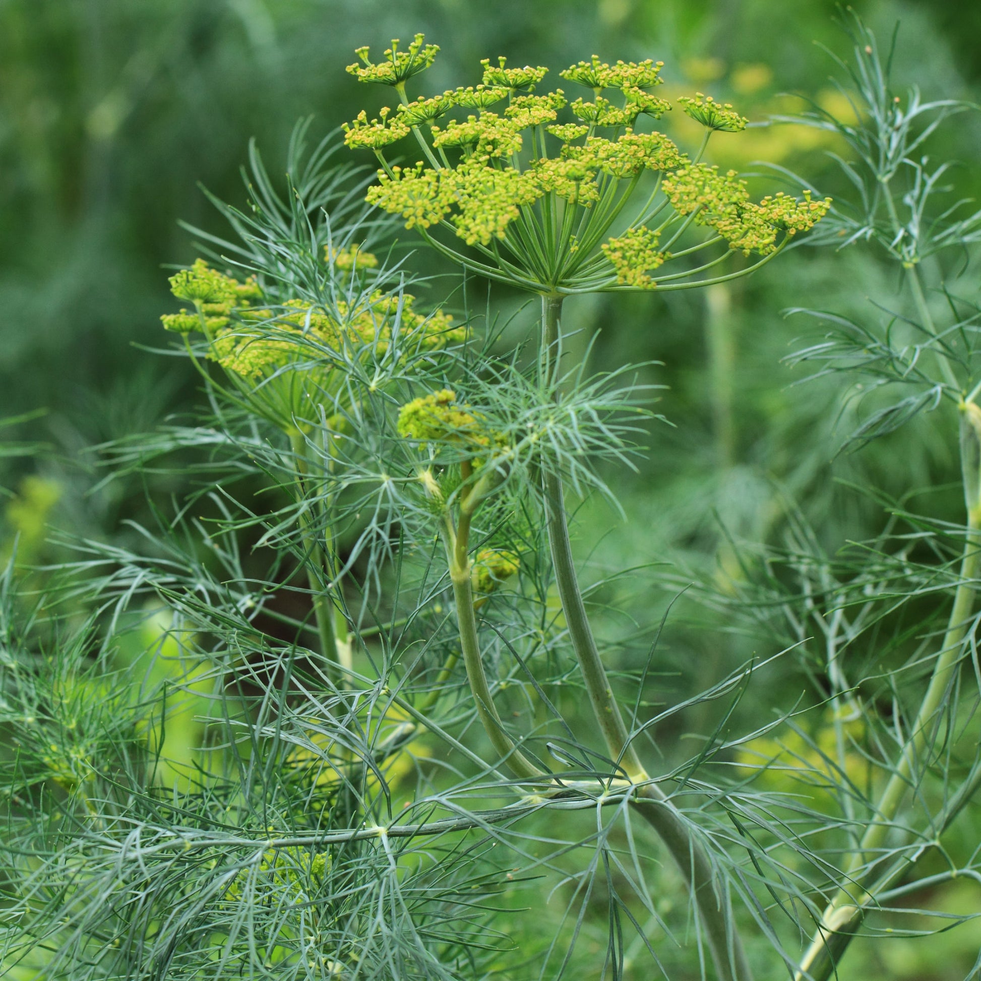 Graines d'aromatiques - Aneth Bouquet - Anethum graveolens bouquet