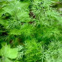 Anethum graveolens bouquet - Aneth Bouquet - Graines d'aromatiques