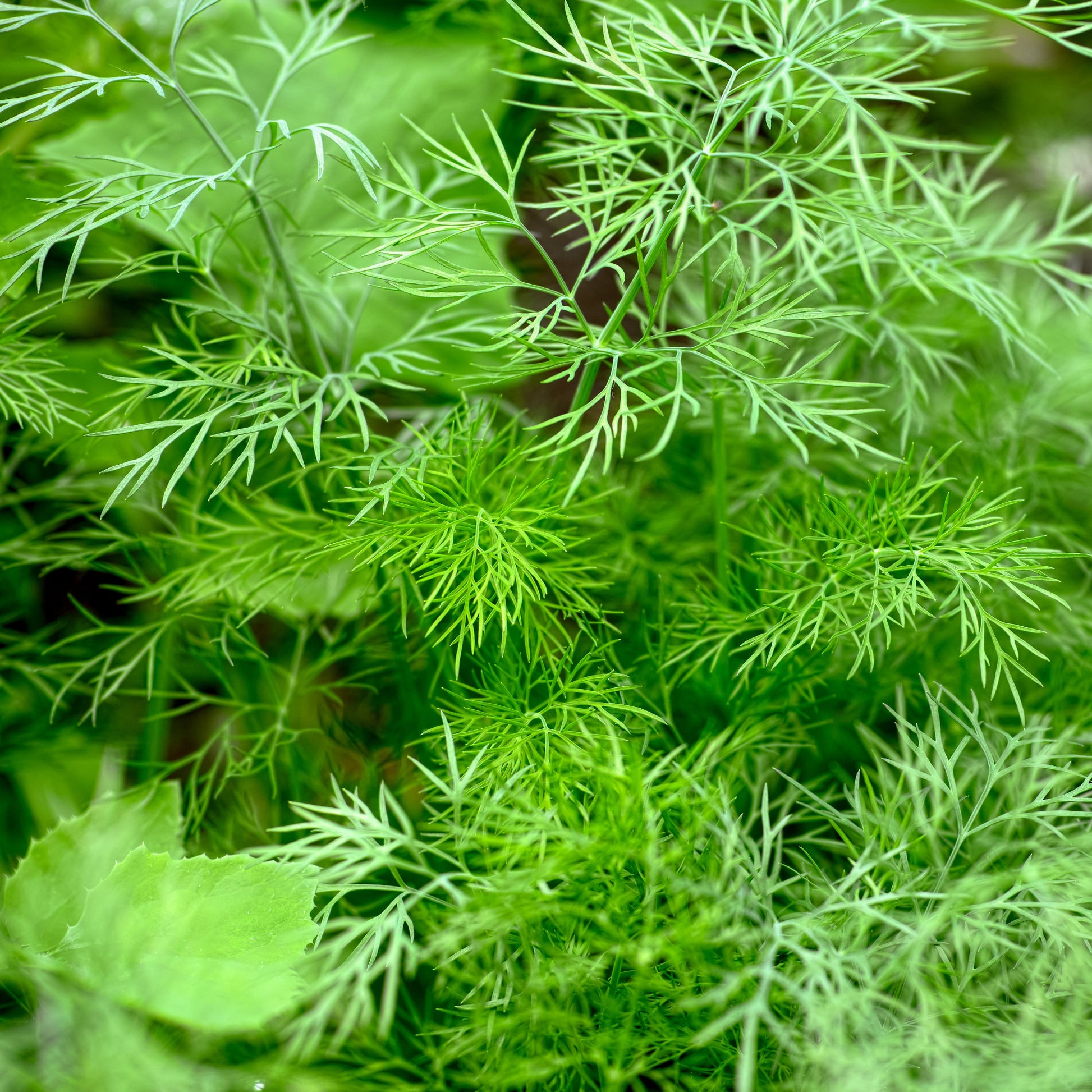 Anethum graveolens bouquet - Aneth Bouquet - Graines d'aromatiques