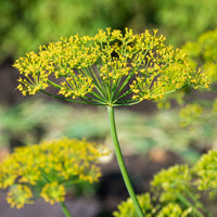 Vente Aneth Bouquet