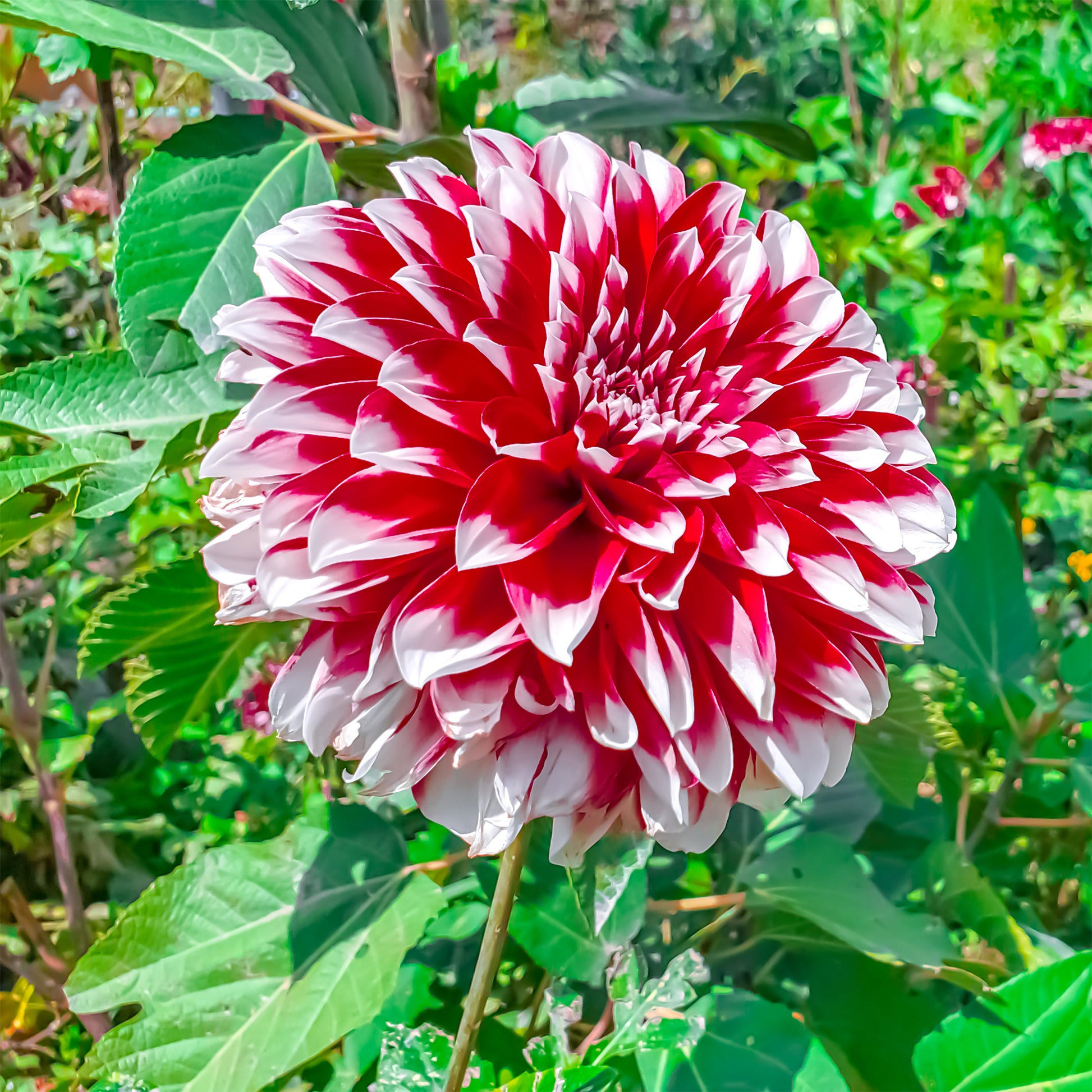 3 Dahlias décoratifs Fubuki rouge et blanc - Dahlia fubuki red and white - Bakker