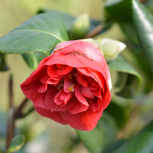 Camélia du Japon à fleurs doubles rouge - Bakker