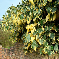 Lierre de Colchide panaché - Hedera colchica dentata variegata - Bakker