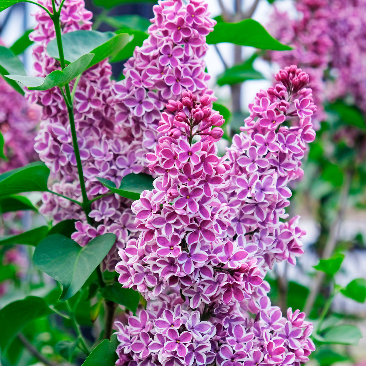 Lilas Sensation - Bakker