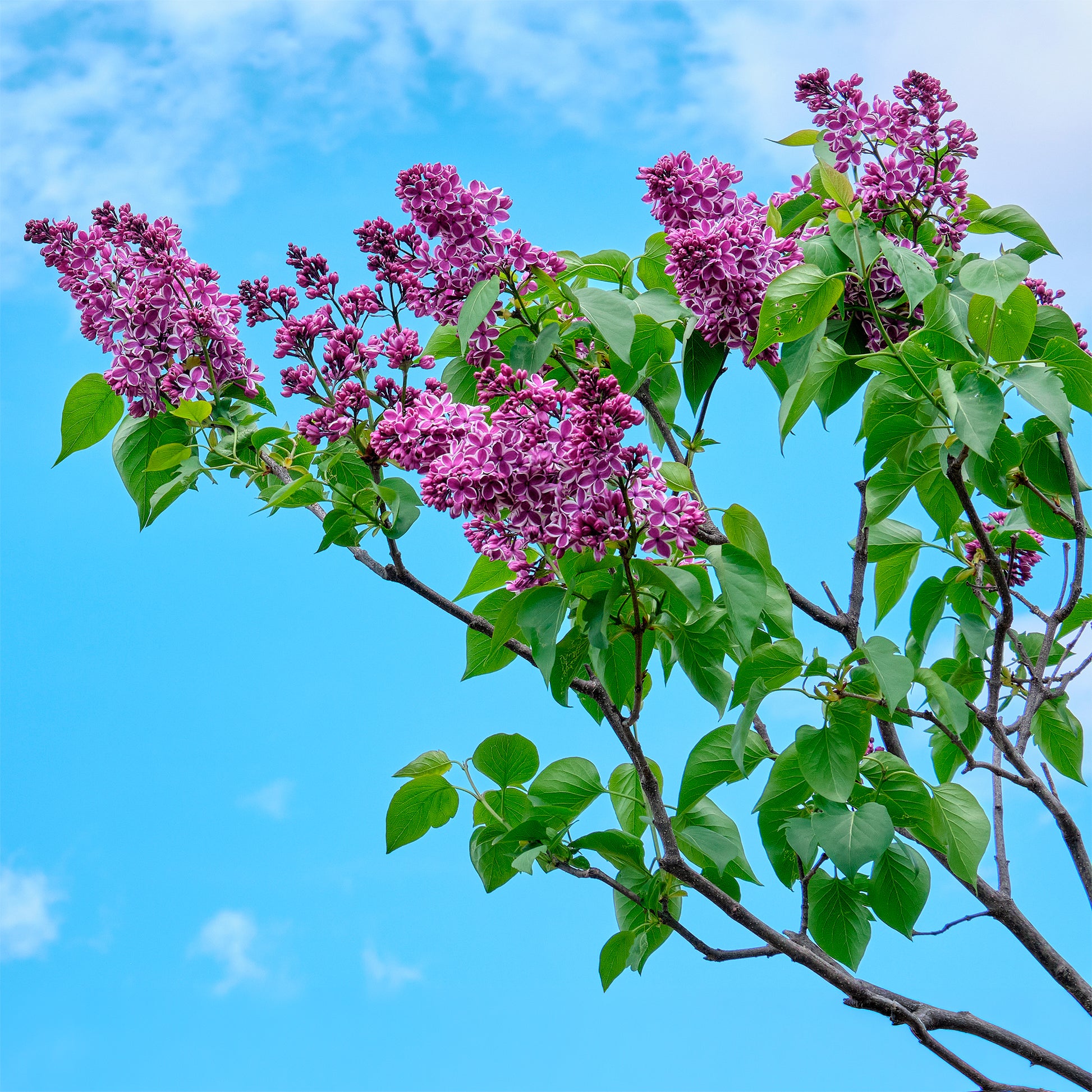 Vente Lilas Sensation - Syringa vulgaris sensation