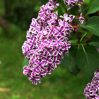 Syringa vulgaris sensation - Lilas Sensation - Lilas