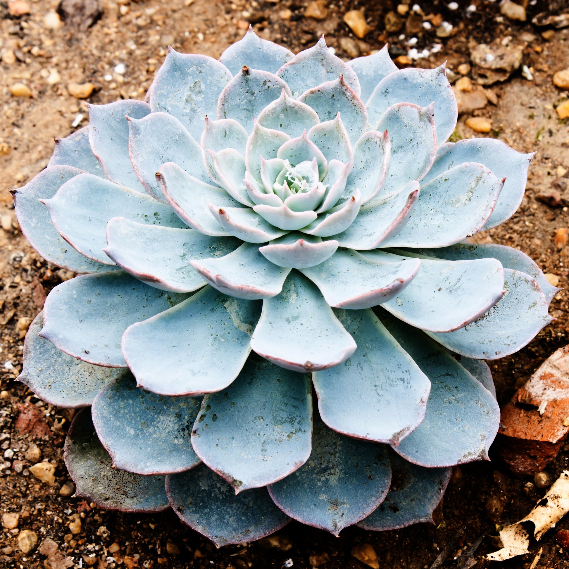 Echeveria pearl von Nuernberg - Echeveria Pearl Von Nuernberg - Bakker