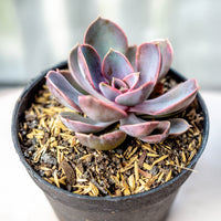 Echeveria pearl von Nuernberg