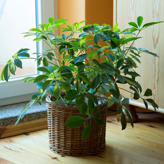Schefflera - Bakker