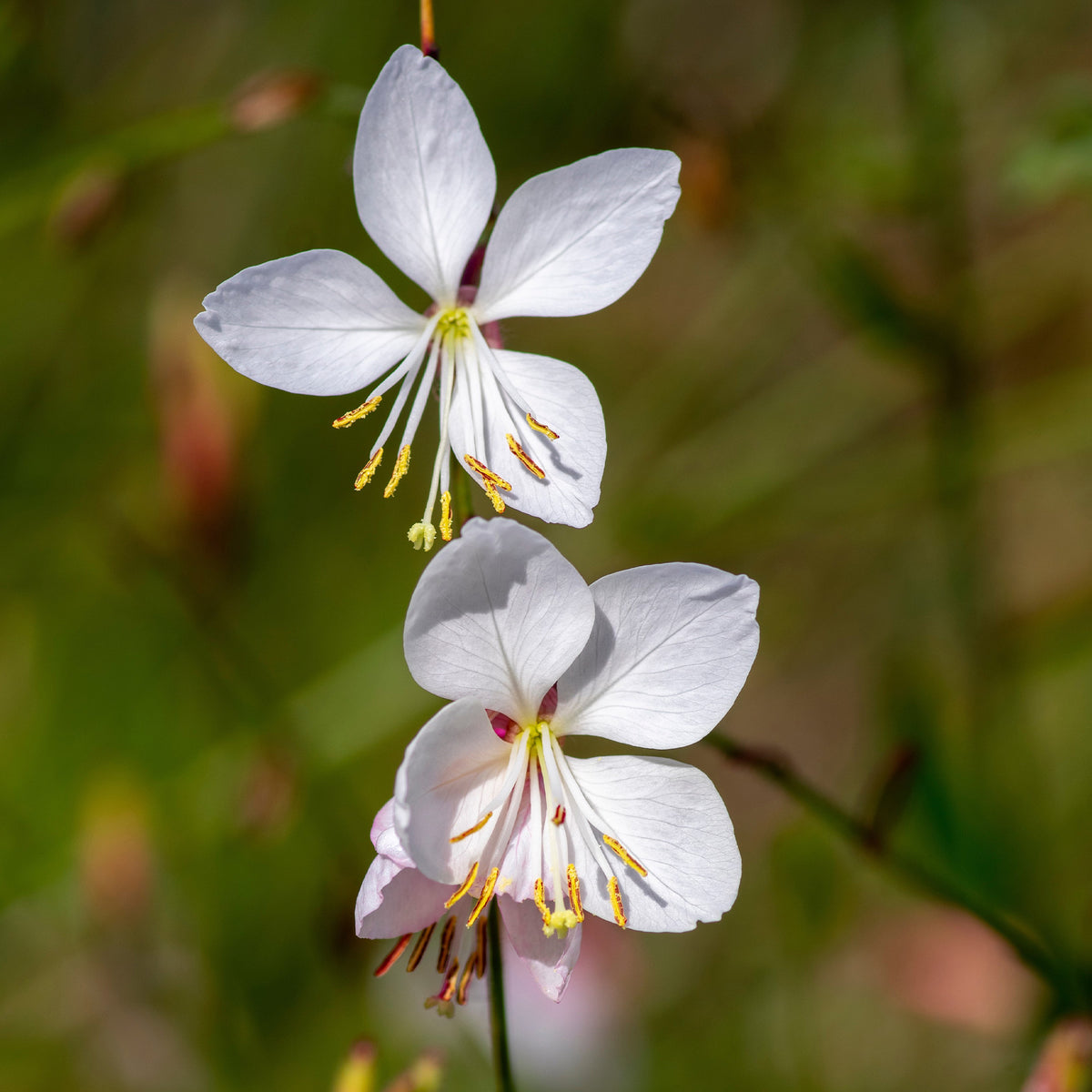Gaura lindheimeri Whirling Butterflies - 2 Gauras blanches - Gaura