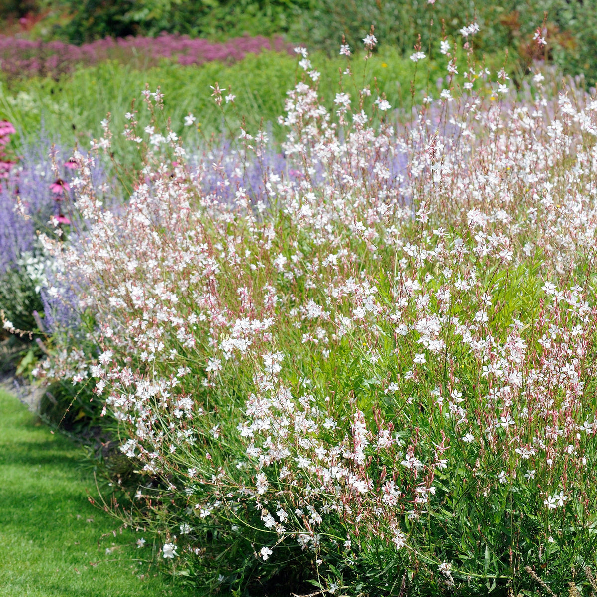 Deschampsia cespitosa, Gaura lindheimeri, Nepeta faassenii, Perovskia atriplicifolia, Echinacea pallida                 - 5 Vivaces pour massif ensoleillé  - Vivaces fleuries