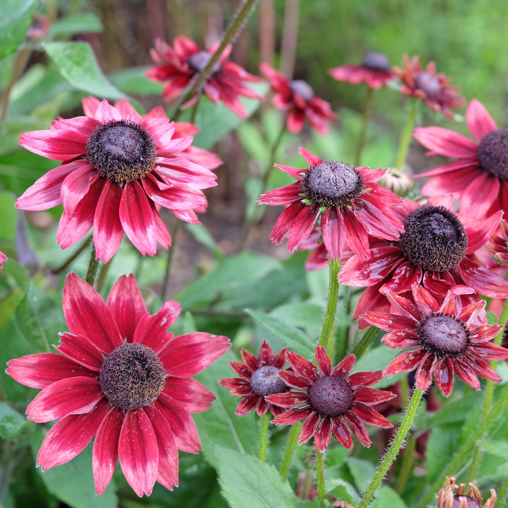Vivaces fleuries - Collection de 6 Marguerites colorées - Rudbeckia Cherry Brandy, Gaillardia Kobold, Leucanthemum Banana Cream