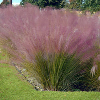 4 graminées décoratives - Muhlenbergia capillaris, Stipa tenuissima - Bakker