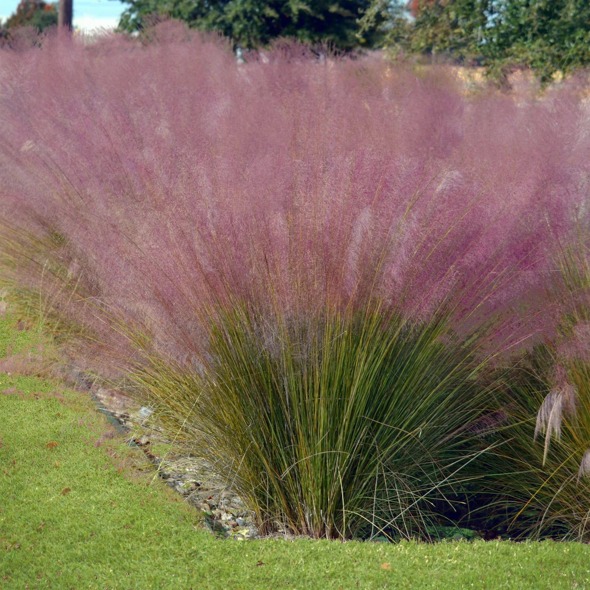 4 graminées décoratives - Muhlenbergia capillaris, Stipa tenuissima - Bakker