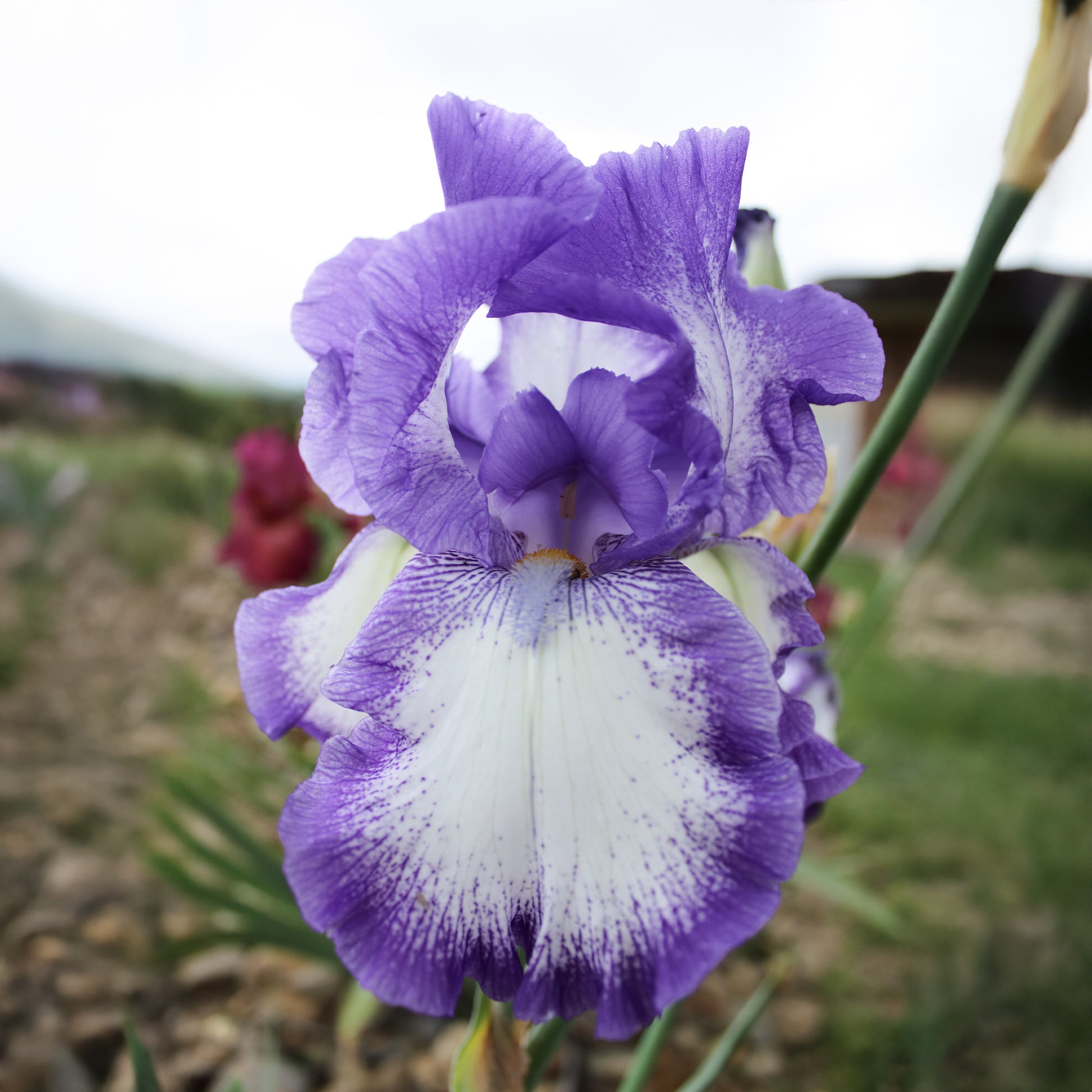 2 Iris de jardin Bordure - Iris germanica on edge - Bakker