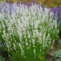 2 Lavandes blanches - Lavandula angustifolia alba - Bakker