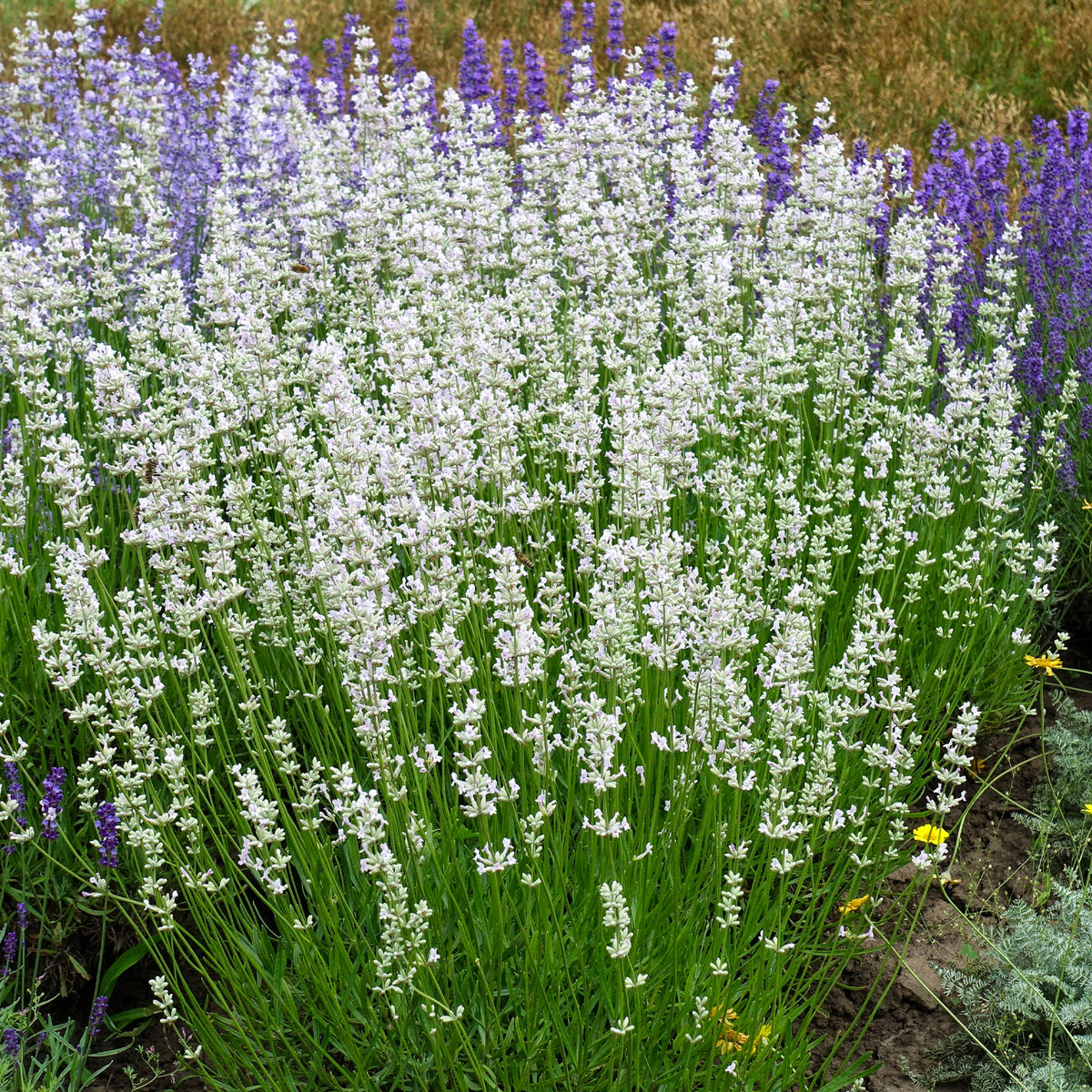 2 Lavandes blanches - Lavandula angustifolia alba - Bakker