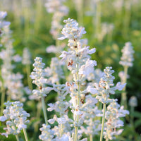 Lavande - 2 Lavandes blanches - Lavandula angustifolia alba