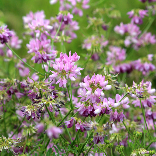 2 Coronilles - Bakker