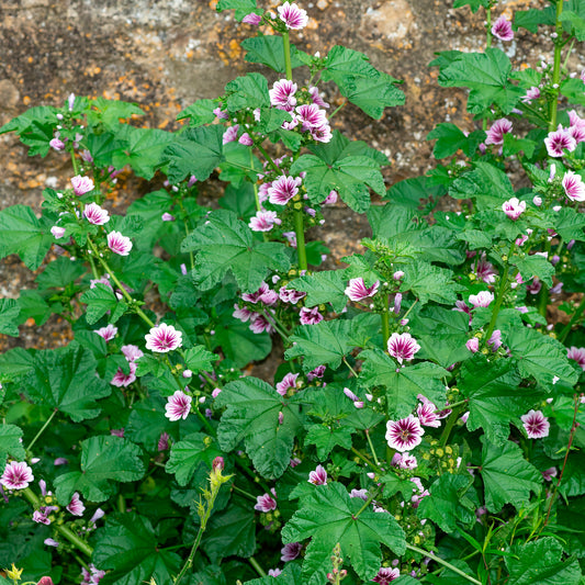 2 Mauves zébrées