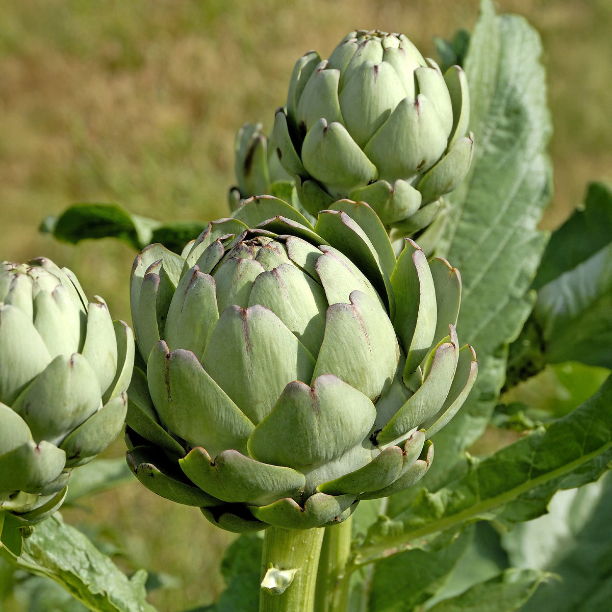 Plant Artichaut Vert de Laon - Cynara scolynus Vert de Laon - Bakker
