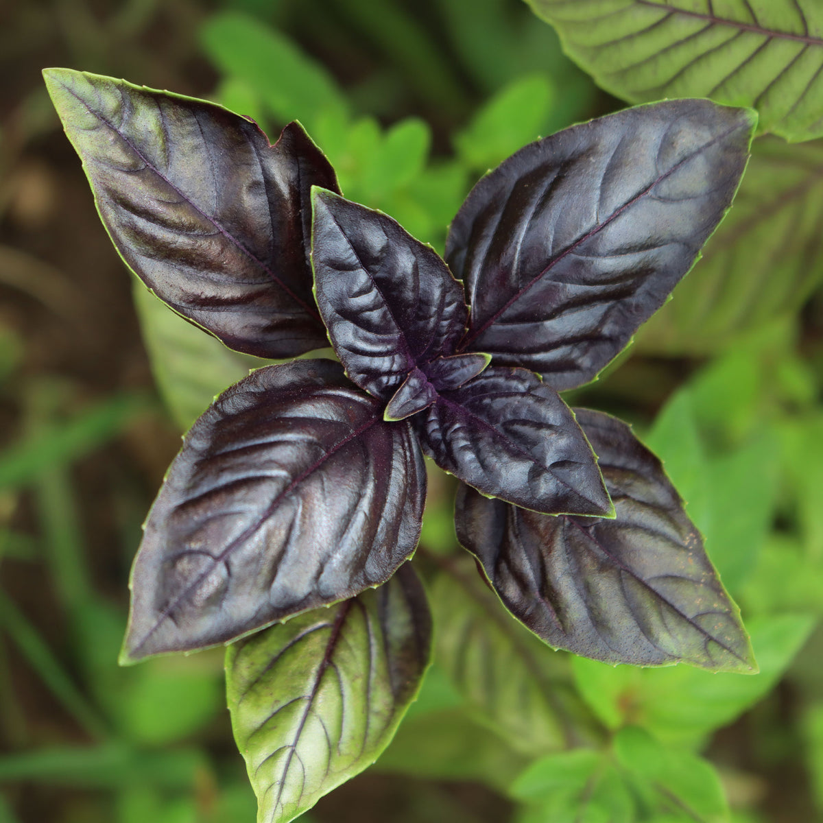 Basilic - Plant Basilic pourpre - Ocimum basilicum purpurascens